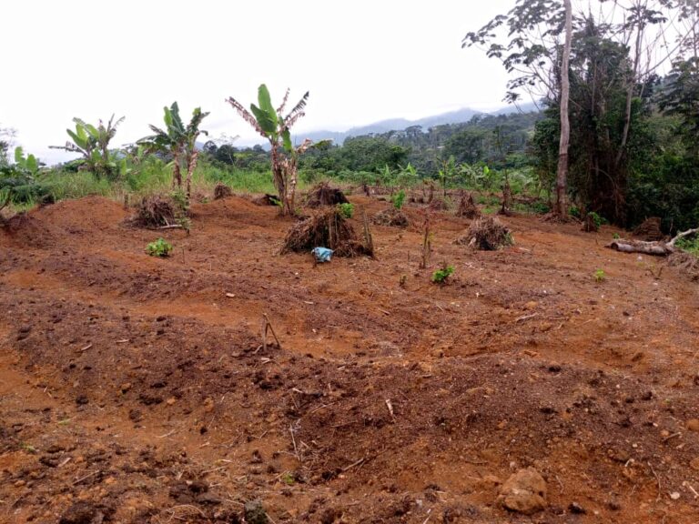 Land Mbankomo